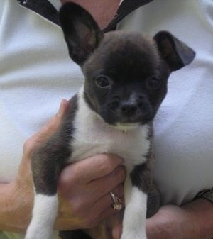 Zblízka - v náručí človeka sa drží čierne a biele šteňa Bostillona. Ľavé ucho má hore a pravé ucho prepadnuté.