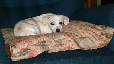 Olivia the Cheagle kloja ant žydinčios pagalvės ant fotelio