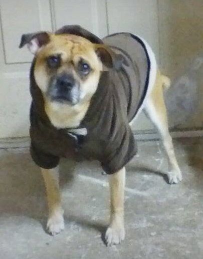 Riley the Cheagle trägt eine braune Hoodie-Jacke, steht vor einer Tür und schaut auf den Kamerahalter