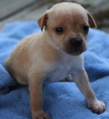 Close Up - Attalyn de Cheagle als puppy zittend op een helderblauwe deken
