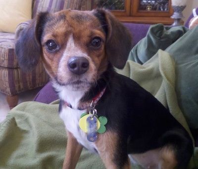 Närbild - Gidget Cheagle sitter på en soffa och en filt och tittar på kamerahållaren med lila, gula och gröna hundmärken hängande från kragen