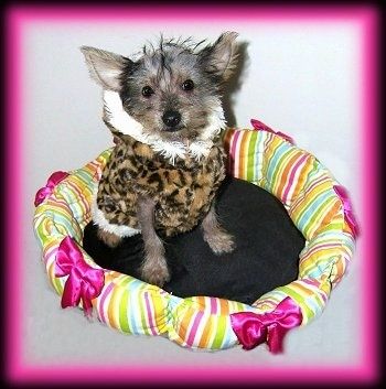 एक तेंदुआ प्रिंट कोट के साथ विक्सी क्रस्टी पिल्ला और एक कुत्ते के बिस्तर पर बैठा है जिसमें किनारों पर रिबन और रंगों का एक गुच्छा है