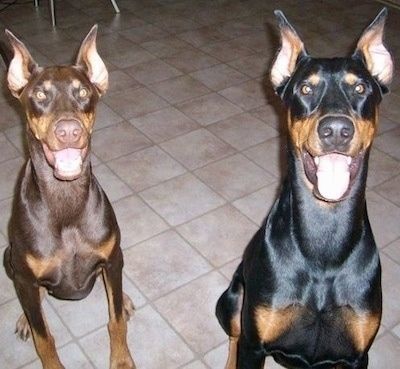 Aleksander črno-rjav in Ember, rdeče-rjavi dobermanski psi, sedijo na ploščicah. Tam so usta odprta in zdi se, da sta oba nasmejana