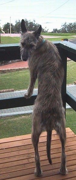 En kænguruhund springes op ved et gelænder på en veranda