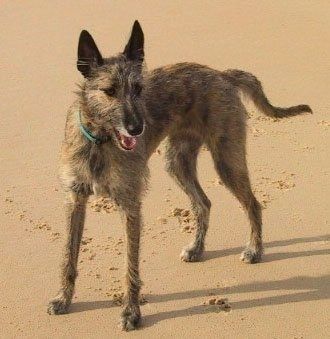 Dik kulaklı bir Kanguru Köpeği, yeşil yakalı bir kumsalda ağzı açık bir şekilde ayakta durmaktadır.