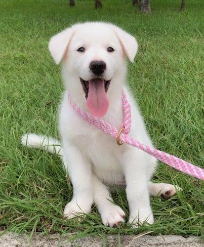 Anak anjing putih yang gebu dan gembira dengan telinga lembut yang tergantung di sisi, mata hitam dan hidung hitam duduk di rumput dengan lidah merah jambu besar melepak ketika memakai tali merah jambu.