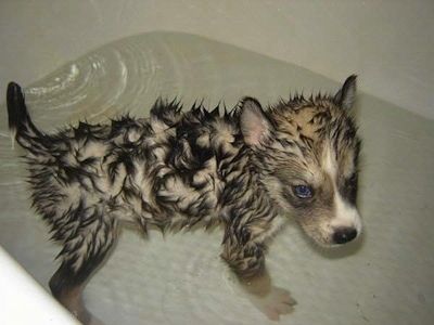 Seekor anak anjing Retriever Siberia basah sedang berdiri di dalam bak kecil air. Ia melihat ke kanan.
