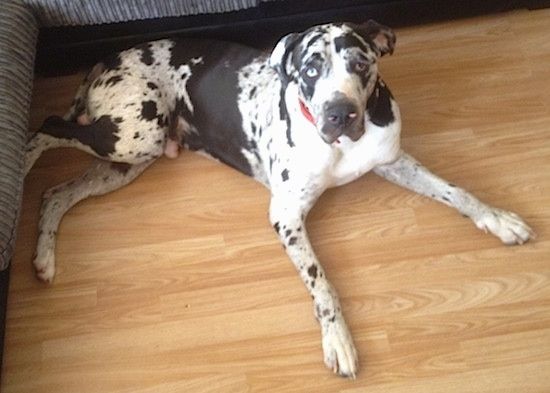 नीली आंखों वाली हार्लेक्विन टेयलर बुलडेन कुत्ता एक सोफे के सामने एक दृढ़ लकड़ी के फर्श पर लेटी हुई दिख रही थी।