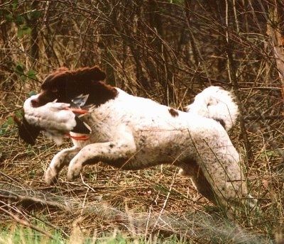 Veiksmo šūvis - kairė balto su juodu Wetterhouno šuns pusė, bėganti per lauką su antimi burnoje. Jo priekinės letenos yra ore, o jis šokinėja galinėmis kojomis stumdamasis nuo žemės.