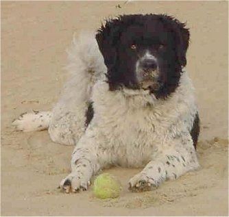 Priekis - baltas su juodu Wetterhounas klojasi smėlyje ir žvelgia į priekį. Priešais jį yra teniso kamuolys. Jis turi storą banguotą kailį, juodą nosį ir rudas akis.