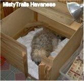 Jasnobrązowy pies matka ustanawiające w kwadratowym drewnianym pudełku dla niemowląt.