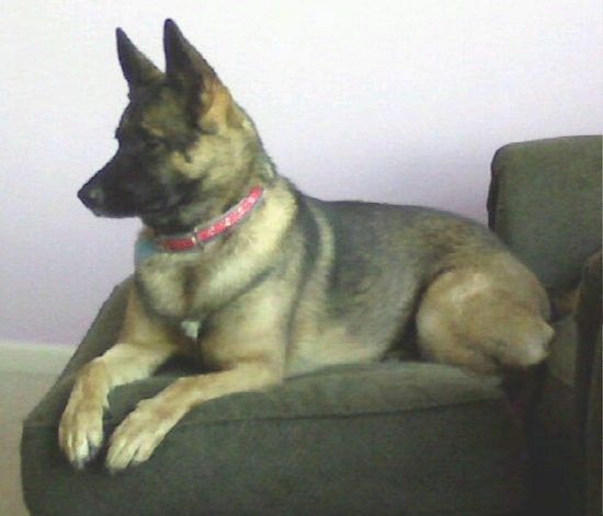 Rjavi in ​​črni pes z velikimi ušesi in debelim plaščem, oblečen v rdeč ovratnik, položen na zeleni stol, obrnjen proti levi. Pes ima dolg gobec, črn nos in temne oči.