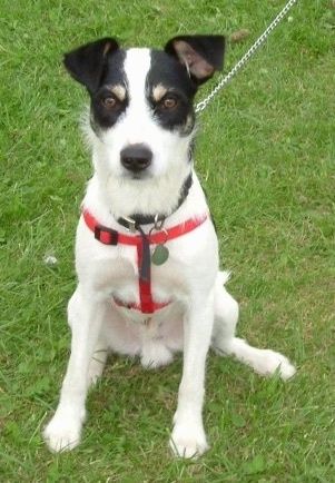 Beli, črni in rjavi tribarvni Border Jack nosi rdeč pas, sedi na travi in ​​se veseli.