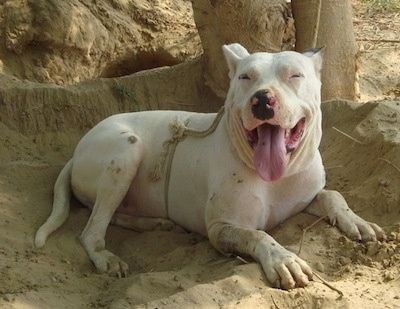 Framsidevy - En vit med solbränd pakistansk Bull Terrier ligger i ett sandigt hål bundet till ett träd. Dess mun är öppen och tungan är ute. Den har rosa fläckar på sin svarta tunga.
