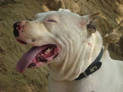 Nærbillede af hovedskud - En pakistansk Bull Terrier ligger i et hul. Dens mund er åben og tungen er ude. Dens øjne er lukkede, og dens ører er beskåret.