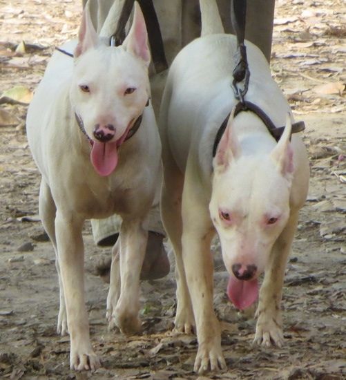 Framifrån - Två stora vita hundar med raspöron och sneda ögon som går framåt på en grusväg. De har båda rosa fläckar på sina svarta näsor och rosa ögonfälgar.