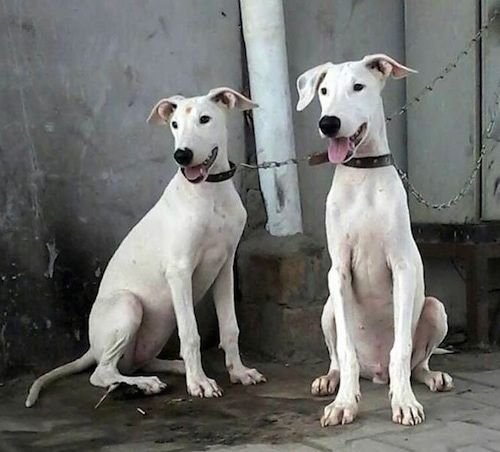 Dva bijela psa pakistanskog bulterijera vezana su lancima za stup koji sjedi na kamenoj površini i ispred kuće. Oboje su usta otvorena, a jezici vani. Gledaju udesno.