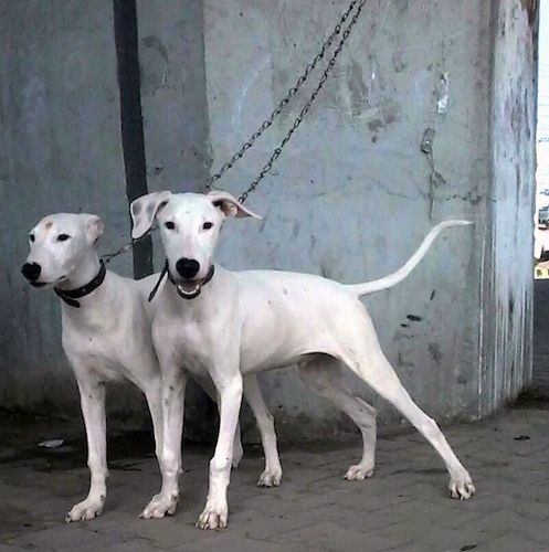Två långa, vita pakistanska Bull Terrier hundar står framför en betongvägg. Hunden i bakgrunden tittar åt vänster med öronen fästa bakåt och den framför den ser framåt med sina öron perkade ut.
