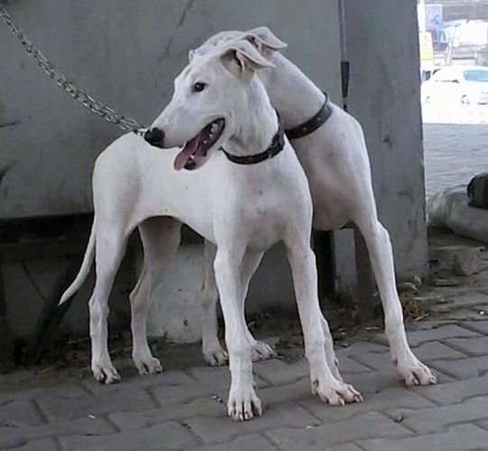 İki uzun boylu, beyaz Pakistanlı Bull Terrier yavrusu, sola bakan beton bir duvarın önünde tuğla bir yüzeyde duruyor.