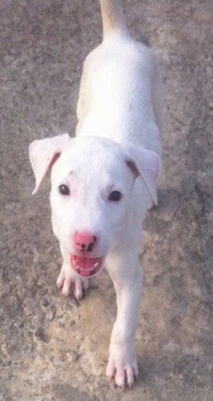 Vista de cima, olhando para o cachorro - um cachorro Bull Terrier paquistanês branco com bronzeado está andando por um caminho de concreto. Ele está olhando para cima e sua boca está aberta. Seu nariz é rosa com manchas pretas. O cachorro parece feliz.