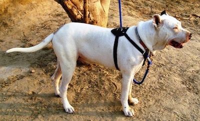 Profil dreapta - Un Bull Terrier pakistanez alb cu bronz poartă un ham negru în picioare legat de un copac.