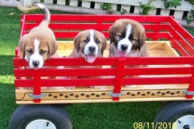 Три маленьких загар с черно-белыми щенками Swissy Saint сидят и стоят в красном деревянном фургоне. У двух щенков справа открыты рты и вытащены языки, и похоже, они улыбаются. Первые два короткошерстные, а щенок справа пушистый.