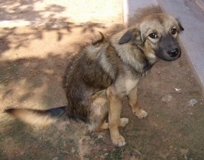 Zblízka - Lilly, kambodžský psík, ktorý sedí v špine pred schodmi a pozerá sa na držiak fotoaparátu