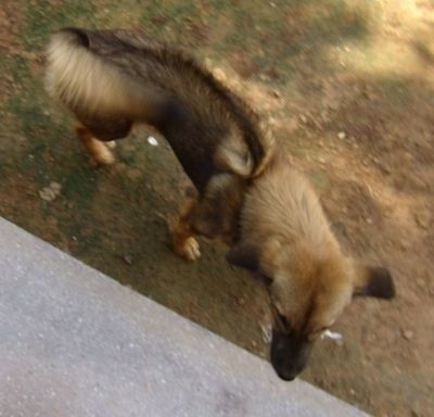 Lilly den kambodjanska Razorback-hunden som går framför en konkret gångväg
