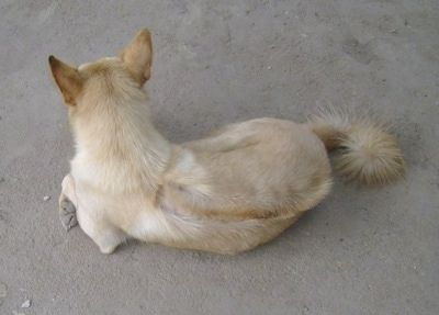 Kla, o Cachorro Razorback cambojano deitado em uma superfície de concreto