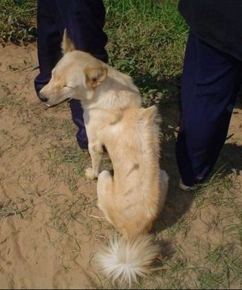 Cachorro Razorback cambojano sentado em um caminho de terra com os olhos fechados e Duas Pessoas em pé na frente dele