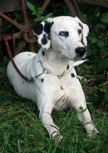 Velik bel pes s črnimi lisami, enim modrim očesom in enim rjavim očesom, črnim nosom in mehkimi ušesi, ki visijo ob straneh in se uležejo v travo s povodcem, pritrjenim na staro rjavo kovinsko kolo.