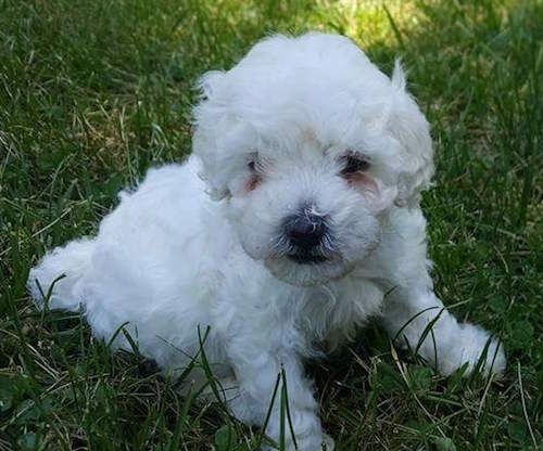 Mali bel puhast psiček, ki sedi v zeleni travi