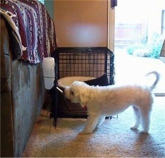 Bel Malti-poo pije iz steklenice za vodo, ki je pritrjena na vrata pasjega zaboja poleg rjavega kavča, na katerem je čez stran kostanjevo-bela in črna odeja. V notranjosti je dnevne sobe, poleg pa so odprta vrata s soncem. Pes