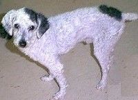 Bel s črnim psom Malti-poo ima na kratko obrito dlako in stoji v hiši in gleda navzgor