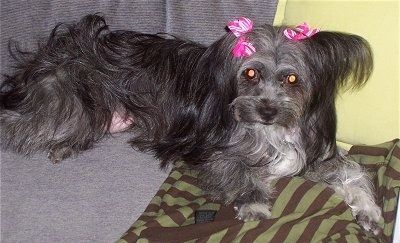 Dolgolasi, črno-siv z belim psom Malti-poo leži na kavču z rožnatimi in belimi trakovi na ušesih.