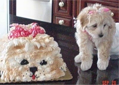 Psiček malti-pooja z rožnatim trakom na glavi stoji na črni mizi ob rojstnodnevni torti, ki je videti tako kot mladiček. .