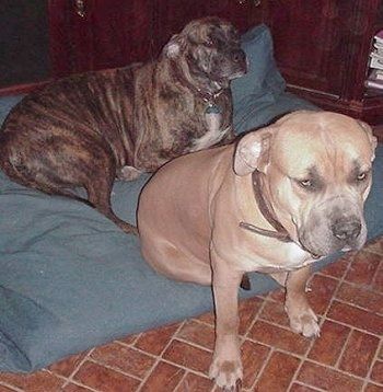 Du ypač dideli šunys ant šunų lovos - brilinas Nebolish mastifas guli ant pagalvės, o sėdi ant pagalvės krašto - įdegęs Nebolish mastifas, žvelgiantis į priekį.