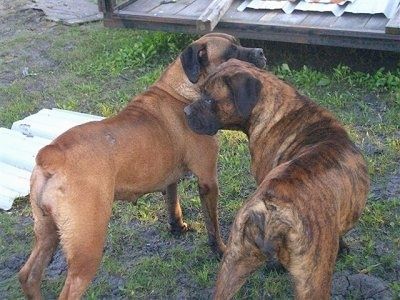 Dviejų didelių veislių mastifinių šunų, stovinčių greta dėmėtoje žolėje, užpakalinė pusė - raižytas „Nebolish Mastiff“ ir rudas su juodu „Nebolish Mastiff“.
