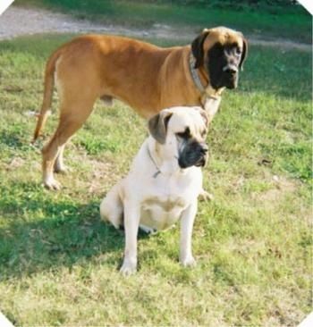 Du mastifo šunys, stovintys ir sėdintys žolėje - žolėje sėdi įdegis su juodu Nebolish mastifu, o už jo - rudas su juodu Nebolish mastifu.