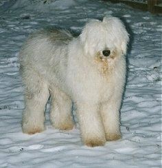 Närbild på huvudskott - Två lurviga, gråa med vita gamla engelska fårhundar står i snö och ser framåt med munnen något öppen.