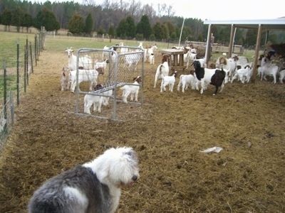 Pohľad zhora pozerajúci sa na psa - V tráve a sene sedí chlpatá šedá s bielym staroanglickým ovčiakom. Teší sa a má otvorené ústa a vyplazený jazyk.
