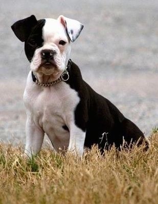 มุมมองด้านหน้า - ลูกสุนัข Olde Boston Bulldogge สีขาวและดำกำลังนั่งอยู่บนพื้นหญ้าและมองไปข้างหน้า ใบหน้าครึ่งหนึ่งเป็นสีดำและอีกครึ่งหนึ่งเป็นสีขาว