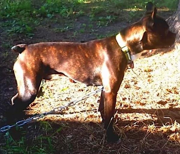 Страничен изглед - кафяво тигрово ушато куче с закачена опашка отвън на верига и жълта яка, обърната вдясно.