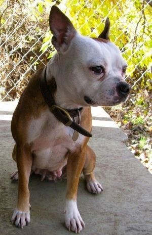 Остроухий, красно-белый Olde Boston Bulldogge в толстом коричневом кожаном ошейнике сидит на бетонной ступеньке, смотрящей вправо.