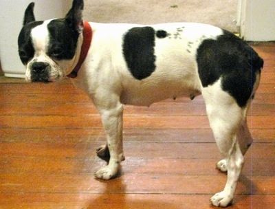 Perfil esquerre: un Olde Boston Bulldogge de color blanc amb orelles avantatjoses porta un collar vermell de peu sobre un terra de fusta mirant cap a la càmera. El seu patró de color sembla una vaca.