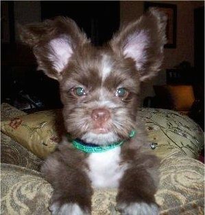 Изблиза - мутно смеђе са белим ширанским псићем лежи на каучу и радује се. Пас има велике перканске уши, округле очи и смеђи нос и смеђе усне.