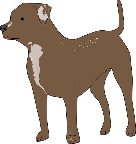 Eestvaade pika sabaga pruuni lihaselise koera joonisele, külgedele rippuvate kõrvadega, musta ninaga, rinnal tumepruunide silmadega ja seljas pruunide laikudega.