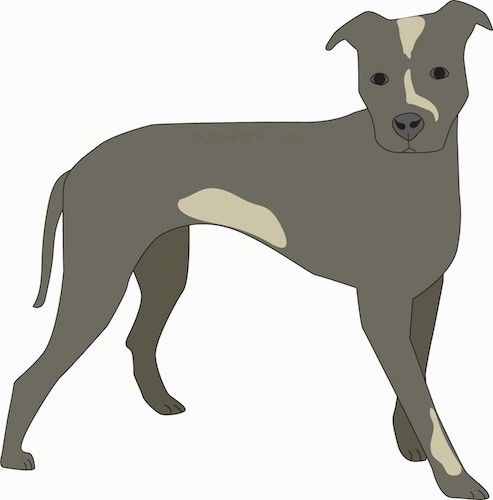Külgvaade halli koera joonist, millel on tan-plaastrid, pikk saba, mis ripub allapoole, tumedad silmad, karvavärviga sobiv nina ja kõrvad, mis seisavad ja jäävad külgedele.