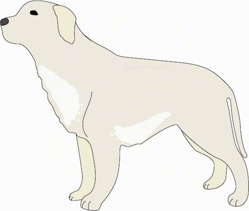 Külgvaade piimvalge koera joonisest, mille rinnal ja kõhul on heledamad valged laigud, külgedele rippuvad kõrvad, tumedad mandlikujulised silmad ja must nina. Selle saba ripub madalalt.