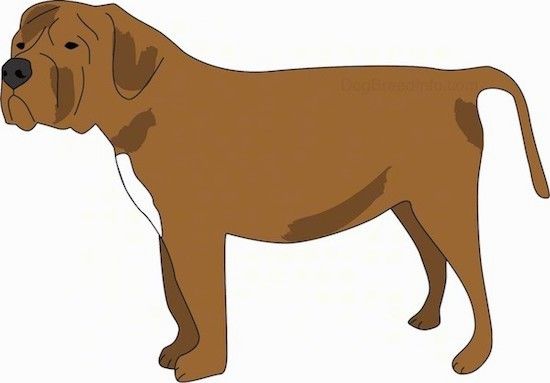 Pika jässaka mastifi välimusega koera joonis, millel on pikk saba, nelinurkne koon, suur must nina, peas kortsud, paksud kõrvad, mis ripuvad külgedele, ja tumedad silmad, natuke valget rinnal.